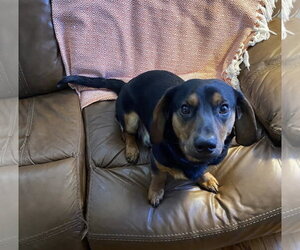 Mutt Dogs for adoption in York, SC, USA