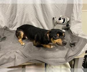 Chihuahua Dogs for adoption in Modesto, CA, USA
