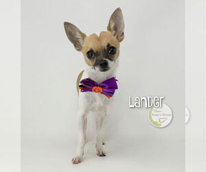 Chihuahua Dogs for adoption in Benton, LA, USA