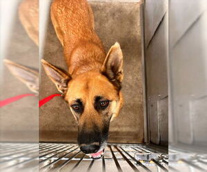 German Shepherd Dog Dogs for adoption in San Bernardino, CA, USA