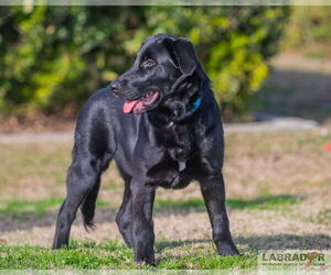 Labrador Retriever-Unknown Mix Dogs for adoption in Clovis, CA, USA