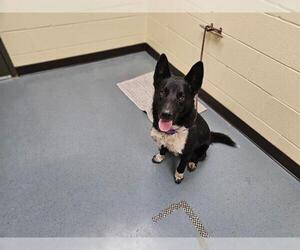 Border Collie-Siberian Husky Mix Dogs for adoption in Denver, CO, USA