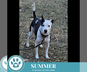 Mutt Dogs for adoption in Kimberton, PA, USA