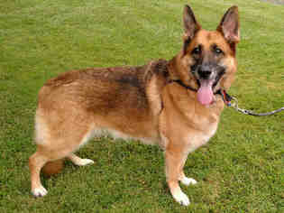 German Shepherd Dog Dogs for adoption in San Clemente, CA, USA