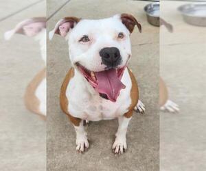 American Pit Bull Terrier Dogs for adoption in Sacramento, CA, USA