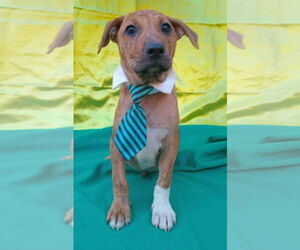 Border Collie-Staffordshire Bull Terrier Mix Dogs for adoption in Lake Forest, CA, USA