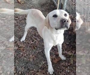 Labrador Retriever Dogs for adoption in Livonia, MI, USA