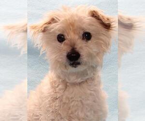 Maltese-Poodle (Toy) Mix Dogs for adoption in Burbank, CA, USA