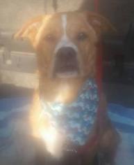 Spanador Dogs for adoption in Mission, KS, USA