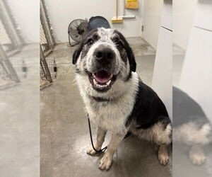 Border-Aussie Dogs for adoption in Rosenberg, TX, USA