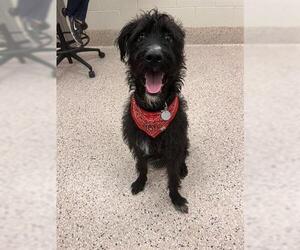Mutt Dogs for adoption in Brighton, CO, USA