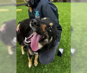 Australian Shepherd Dogs for adoption in Salinas, CA, USA