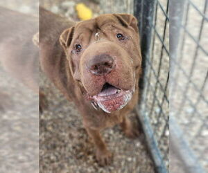 Chinese Shar-Pei Dogs for adoption in Foristell, MO, USA