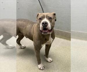 Mutt Dogs for adoption in Las Vegas, NV, USA