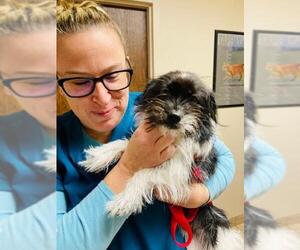 Shih Tzu-Unknown Mix Dogs for adoption in Beloit, WI, USA