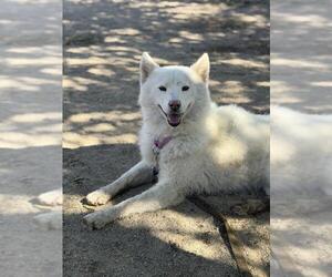 Siberian Husky Dogs for adoption in Santa Maria, CA, USA