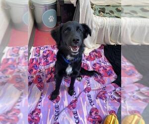 Border Collie-Unknown Mix Dogs for adoption in Fort Wayne, IN, USA