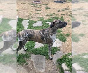 Great Dane-Unknown Mix Dogs for adoption in San Antonio, TX, USA