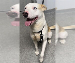 Siberian Husky-Unknown Mix Dogs for adoption in Palmetto, FL, USA