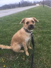 Border Terrier-Unknown Mix Dogs for adoption in O Fallon, MO, USA