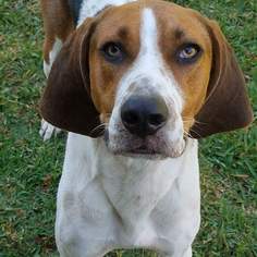 Treeing Walker Coonhound Dogs for adoption in Fort Lauderdale, FL, USA