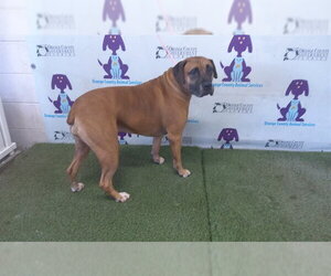 Boxer-Unknown Mix Dogs for adoption in Orlando, FL, USA