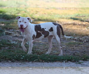 American Pit Bull Terrier-Unknown Mix Dogs for adoption in El Centro, CA, USA