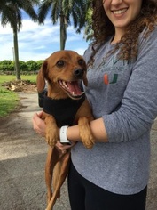Medium Photo #1 Doxle Puppy For Sale in Miami, FL, USA