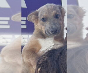 Border Collie-Unknown Mix Dogs for adoption in Modesto, CA, USA