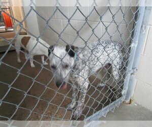 Mutt Dogs for adoption in Temple, TX, USA
