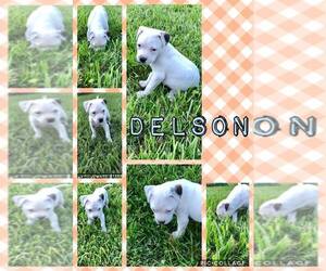 Medium Photo #1 American Pit Bull Terrier-Unknown Mix Puppy For Sale in Oakhurst, NJ, USA