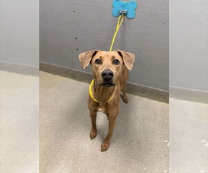 Doberman Pinscher-Unknown Mix Dogs for adoption in Las Vegas, NV, USA