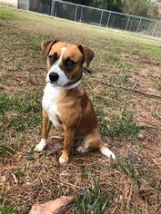 Beagi Dogs for adoption in Winston Salem, NC, USA