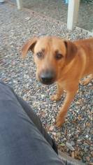 Labrador Retriever-Rhodesian Ridgeback Mix Dogs for adoption in Custer, WA, USA