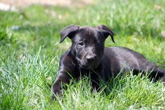 Shepradors Dogs for adoption in Wyoming, MI, USA