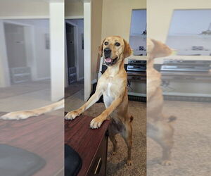 Labrador Retriever-Unknown Mix Dogs for adoption in San Leon, TX, USA