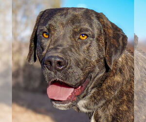 Mastador Dogs for adoption in Albuquerque, NM, USA
