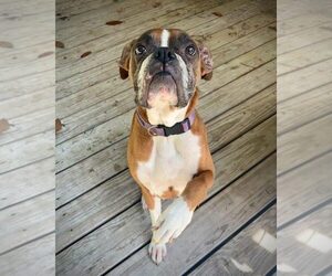 Boxer Dogs for adoption in Dumont, NJ, USA