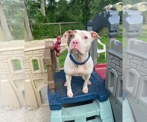 American Bulldog-American Staffordshire Terrier Mix Dogs for adoption in Allen Park, MI, USA