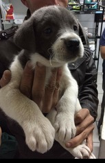 Medium Photo #4 Labbe Puppy For Sale in Dana Point, CA, USA