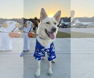Labrador Retriever-Unknown Mix Dogs for adoption in Arlington, VA, USA