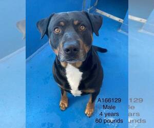 Rottweiler-Unknown Mix Dogs for adoption in Calgary, Alberta, Canada
