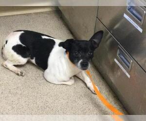 Mutt Dogs for adoption in Riverside, CA, USA