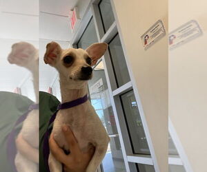 Chiweenie Dogs for adoption in Plano, TX, USA