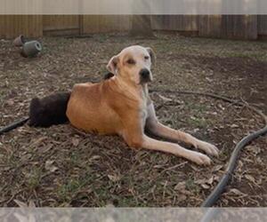 Labrador Retriever-Unknown Mix Dogs for adoption in San Antonio, TX, USA