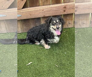 Cocker Spaniel-Unknown Mix Dogs for adoption in Mission Viejo, CA, USA