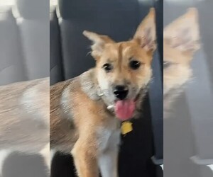 Mutt Dogs for adoption in Oakland Park, FL, USA