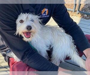 Cairn Terrier Dogs for adoption in Orange, CA, USA