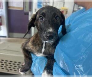 Mutt Dogs for adoption in Raleigh, NC, USA