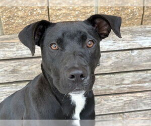 Labrador Retriever Dogs for adoption in Tulsa, OK, USA